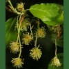 Beech - Haya 