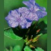 Cerato - Ceratostigma 