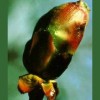 Chestnut Bud / Brote de Castaño 