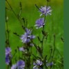 Chicory - Achicoria 