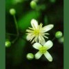 Clematis - Clemátide 