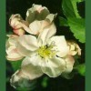 Crab Apple / Manzano Silvestre 
