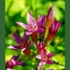 Gentian / Genciana 