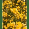 Gorse / Aulaga 