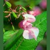 Impatiens / Impatiens 