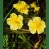 Rock Rose / Heliantemo 