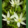 Star Of Bethlehem / Leche de Gallina 