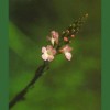 Vervain / Verbena 