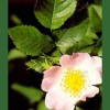 Wild Rose / Rosa Silvestre 